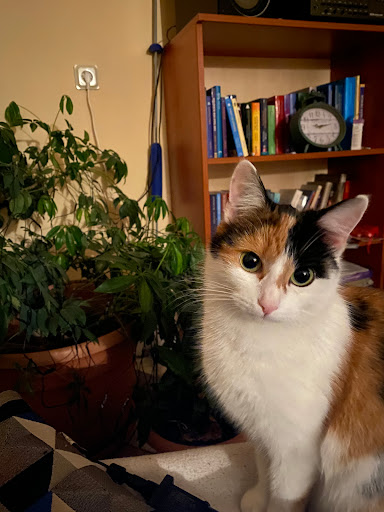 Mobile Tierarztpraxis Dr. Steffi Emmelmann unter Leinefelde-Worbis, Thüringen