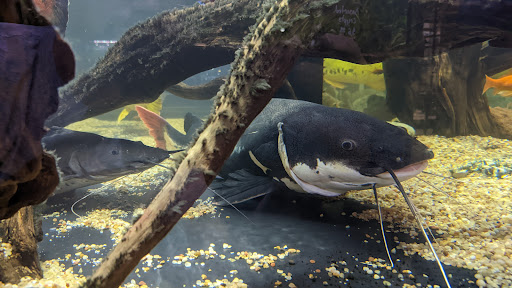 Pet Store «Miles of Exotics», reviews and photos, 8350 N Broadway, Kansas City, MO 64118, USA