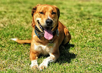 Civilized Canine Dog Training - Photo 7 - Car repair in , Irving