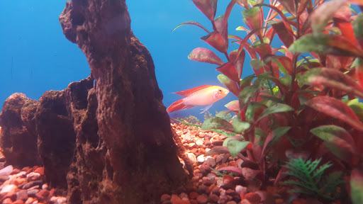 Tropical Fish Store «Tropi-Quatics Pet Center», reviews and photos, 337 S Main St, Lombard, IL 60148, USA