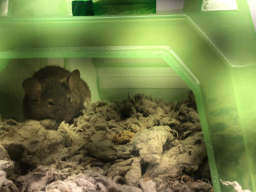 Pet Supply Store «Petco Animal Supplies», reviews and photos, 13053 Lee Jackson Memorial Hwy b, Fairfax, VA 22033, USA