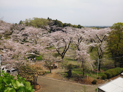 飯山 白山 森林 公園 桜 314490