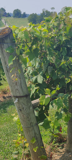 Winery «Lovers Leap Vineyards and Winery», reviews and photos, 1180 Lanes Mill Rd, Lawrenceburg, KY 40342, USA