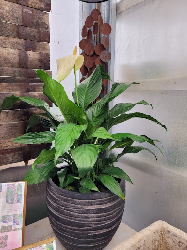 Wholesale Plant Nursery «Galloway Farm Nursery Inc.», reviews and photos, 7790 SW 87th Ave, Miami, FL 33173, USA