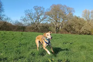 Daisy Dog Meadow image