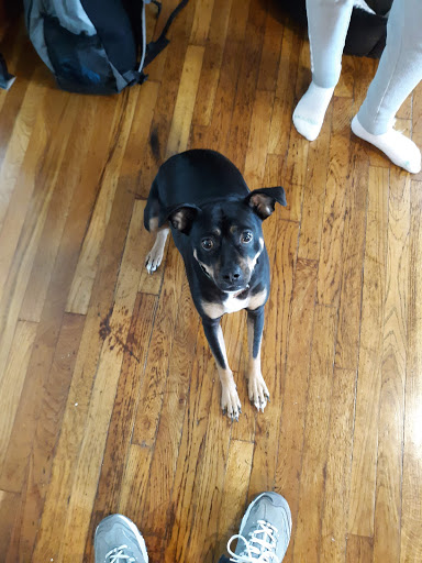 Pet Groomer «Delaware Pet Stuff», reviews and photos, 435 Dunlap St, Delaware, OH 43015, USA