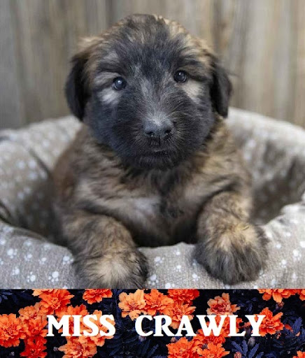 Pet Store «Pet Express», reviews and photos, 100 Independence Way, Danvers, MA 01923, USA