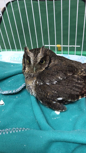 Selvaggio Veterinary Clinic em Osasco - SP