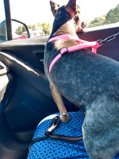 Pet Store «Pet Depot», reviews and photos, 10008 Memorial Pkwy SW, Huntsville, AL 35803, USA