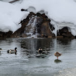 Photo n°4 de l'avis de Alessandro.e fait le 05/02/2021 à 09:06 sur le  Terrazza-Bar L'Aivaz à Falcade