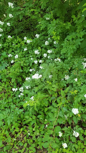 Park «East Blake Lane Park», reviews and photos, 9540 Bel Glade St, Fairfax, VA 22031, USA