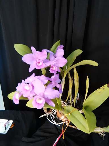 Museum «Tyler Rose Museum & Gift Shop», reviews and photos, 420 Rose Park Dr, Tyler, TX 75702, USA