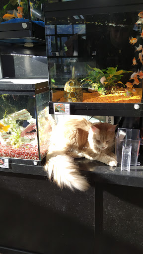 Tumascota en Elgoibar, Guipúzcoa