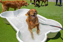 Doggie District - Grand Canyon - Photo 7 - Car repair in Las Vegas, NV, Las Vegas