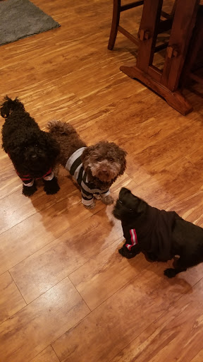 Pet Groomer «All For Paws», reviews and photos, 246 W Manson Hwy #6, Chelan, WA 98816, USA