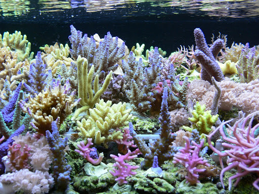 AQUAfair Aquaristikzubehör, Henry Schönrock unter Ohrdruf, 
