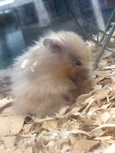 Pet Supply Store «Pet Supermarket», reviews and photos, 1080 Alafaya Trail, Oviedo, FL 32765, USA