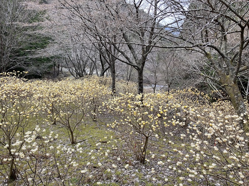 山桃小屋・ミツマタ群生地