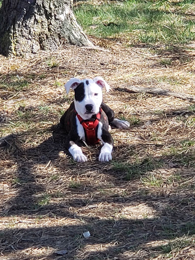 Daniels Veterinary Hospital image