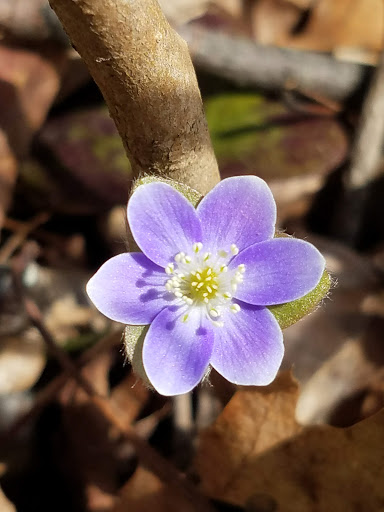 Golf Course «Carroll Valley Golf Course at Liberty Mountain», reviews and photos, 78 Country Club Trail, Fairfield, PA 17320, USA