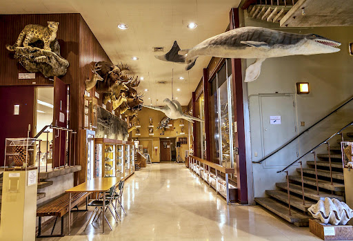 Museum «Sierra College Natural History Museum», reviews and photos, 5000 Rocklin Rd, Rocklin, CA 95677, USA