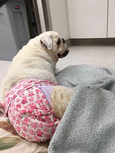 PETS Referral Center image