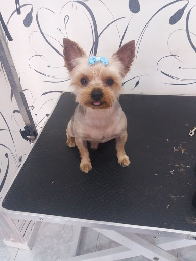 peluquería canina la huella - Villanueva de los Infantes