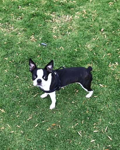 CRIADERO LA CALANDRIA - BOSTON TERRIER