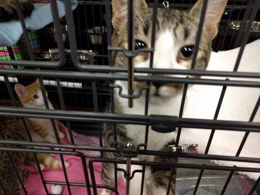 Pet Supply Store «EarthWise Pet Supply», reviews and photos, 7316 Yankee Rd, Liberty Township, OH 45044, USA