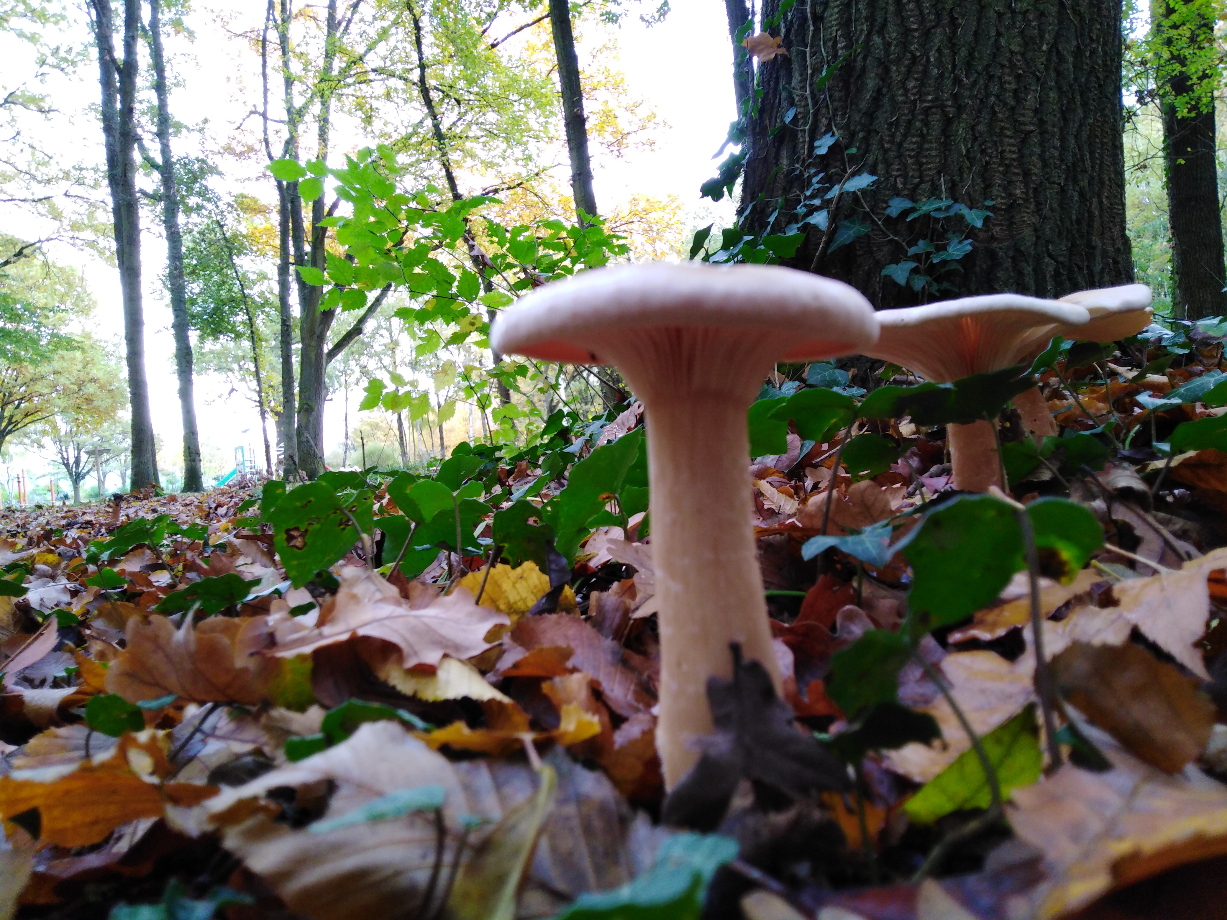 Photo n° 2 de l'avis de Gabriel.o fait le 16/11/2019 à 18:14