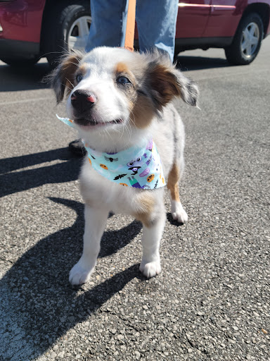 Pet Supplies Plus Vienna