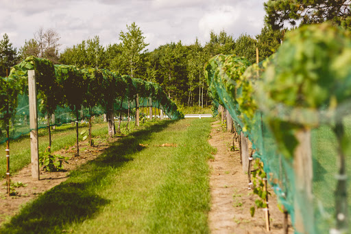 Winery «Willow Tree Winery», reviews and photos, 828 Constance Blvd NE, Ham Lake, MN 55304, USA