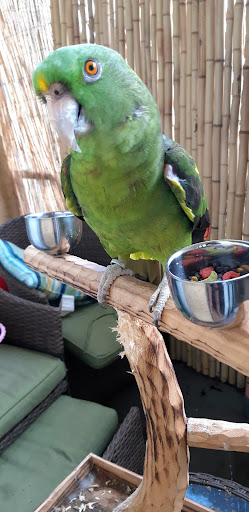 Pet Supply Store «Petco Animal Supplies», reviews and photos, 1009 E Commercial Blvd, Oakland Park, FL 33334, USA