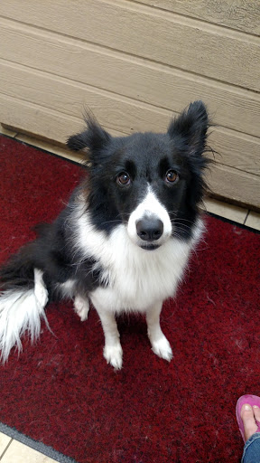 Pet Store «PetSaver Healthy Pet Superstore (Brighton Location)», reviews and photos, 2947 Monroe Ave, Rochester, NY 14618, USA