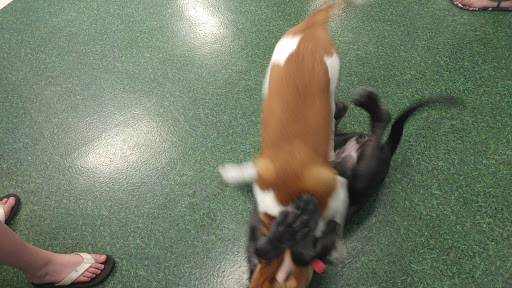 Pet Supply Store «Petco Animal Supplies», reviews and photos, 990 Brook Forest Ave, Shorewood, IL 60431, USA