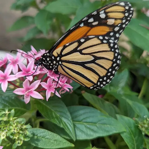 Plant Nursery «Lukas Nursery & Butterfly Encounter», reviews and photos, 1909 Slavia Rd, Oviedo, FL 32765, USA