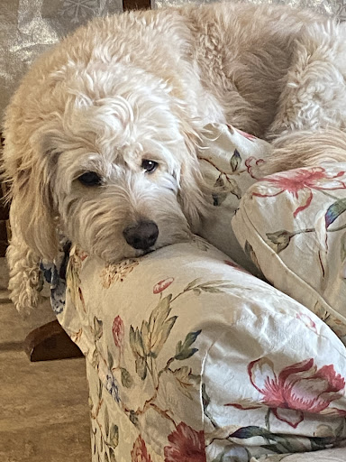 Pet Store «Just Puppies Inc», reviews and photos, 2004 Veirs Mill Rd, Rockville, MD 20851, USA