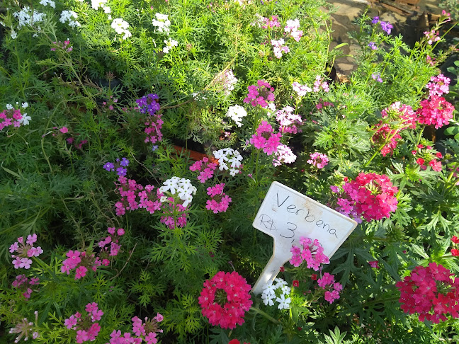Comentários e avaliações sobre Branco Floricultura e Paisagismo