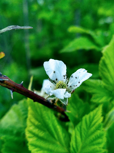 Nature Preserve «Rubio Woods», reviews and photos, W. Midlothian Turnpike, Midlothian, IL 60445, USA