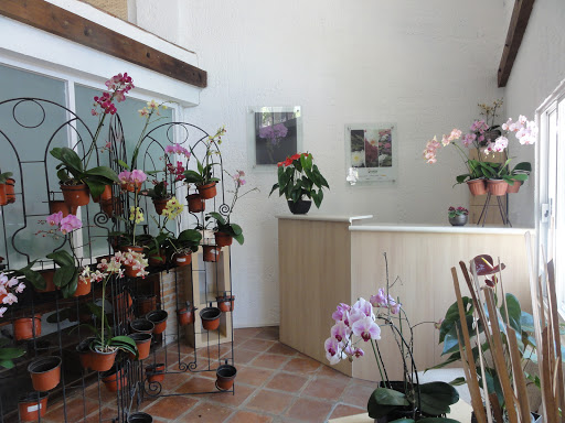 Natur - Orquídeas Monarca