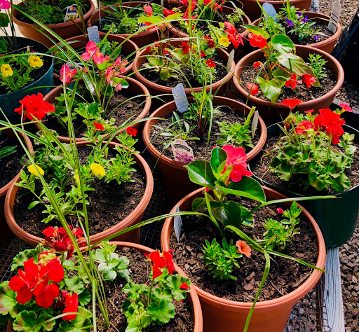 Florist «Star Florist & Greenhouses», reviews and photos, 518 Scheel St, Belleville, IL 62220, USA