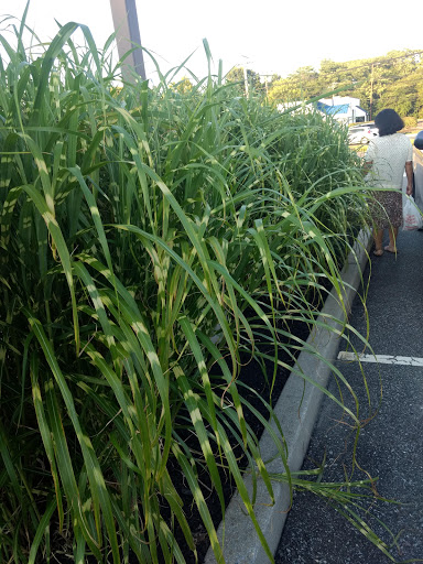 Filipino Restaurant «Manila Central Market & Restaurant», reviews and photos, 5101 NJ-42, Blackwood, NJ 08012, USA