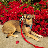 Playa Paws - Photo 7 - Car repair in , Los Angeles