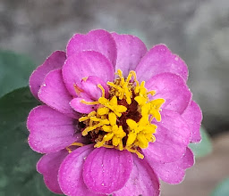 El Jardín Ray photo