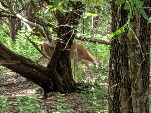 Nature Preserve «Stillhouse Hollow Nature Preserve», reviews and photos, 7810 Sterling Dr, Austin, TX 78759, USA