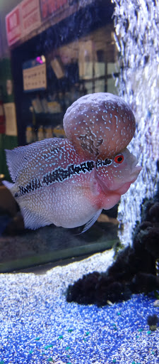 Pet Store «Fish & Pets Ranch», reviews and photos, 10100 Kleckley Dr, Houston, TX 77075, USA