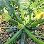 Photo n° 3 de l'avis de Brigitte. fait le 17/06/2023 à 06:33 pour PORDATACH à Châtillon-Saint-Jean