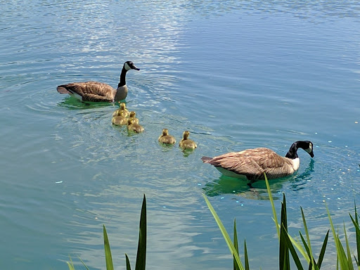 Golf Course «The Golf Club at Ballantyne, Charlotte (Public)», reviews and photos, 10000 Ballantyne Commons Pkwy, Charlotte, NC 28277, USA