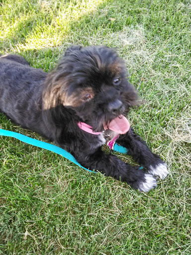 Park «Desert Breeze Park», reviews and photos, 8275 Spring Mountain Rd, Las Vegas, NV 89147, USA