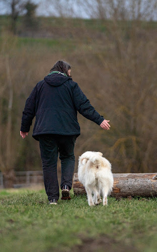 Septemberhund - Hundeschule